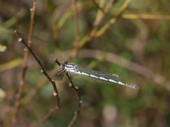 Austrolestes annulosus