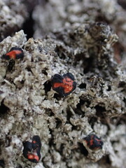 Mycoblastus sanguinarius