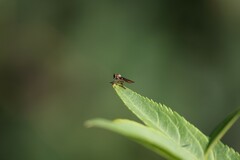 Holcocephala