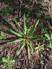 Yucca filamentosa