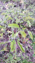 Solanum emulans