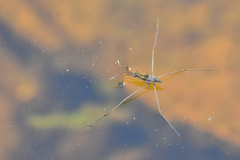 Limnoporus notabilis