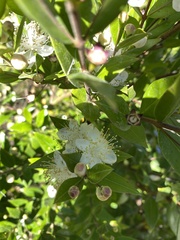 Myrtus