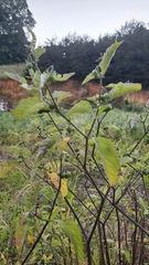 Solanum emulans