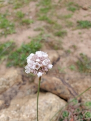 Armeria