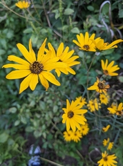 Helianthus angustifolius