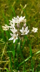 Allium ramosum
