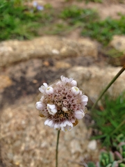 Armeria