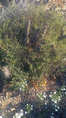 Erythrostemon angulatus