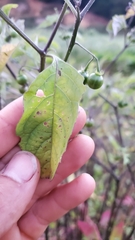 Solanum emulans