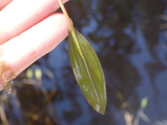 Potamogetonaceae