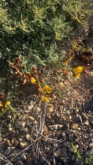 Erythrostemon angulatus