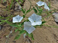 Euploca convolvulacea