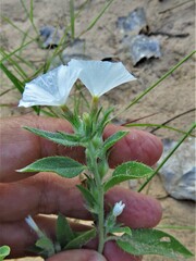 Euploca convolvulacea