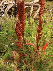 Rumex