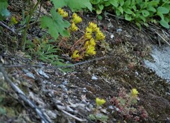 Sedum oreganum