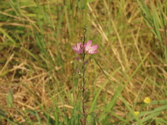 Sidalcea