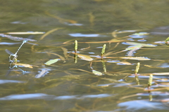 Potamogetonaceae