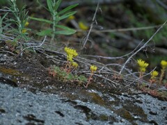 Sedum oreganum