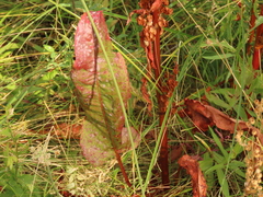 Rumex
