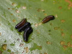 Galerucella nymphaeae
