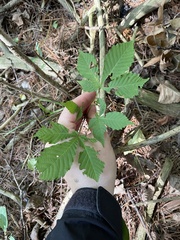 Aesculus hippocastanum