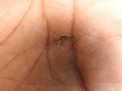 Aedes aegypti