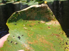 Galerucella nymphaeae