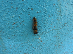 Dysschema leucophaea