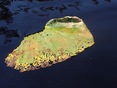 Galerucella nymphaeae