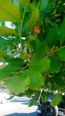 Cupaniopsis anacardioides