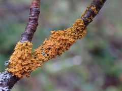 Polycauliona polycarpa