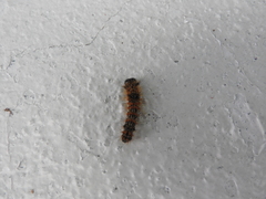 Acronicta insularis