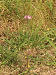 Sidalcea