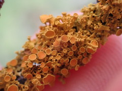 Polycauliona polycarpa