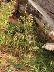 Sidalcea