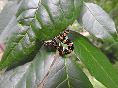 Acronyctodes mexicanaria