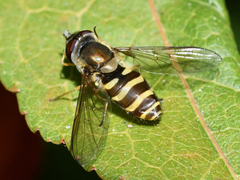 Syrphus torvus