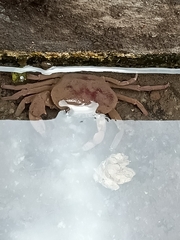 Parathelphusa convexa