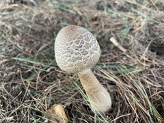 Macrolepiota procera