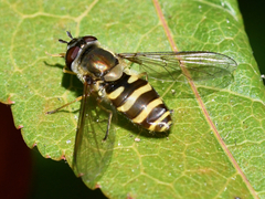 Syrphus torvus