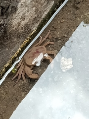 Parathelphusa convexa