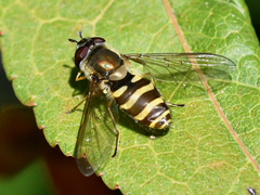 Syrphus torvus
