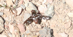 Exoprosopa caliptera
