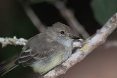 Myiarchus magnirostris
