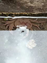 Parathelphusa convexa