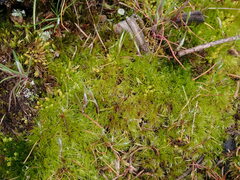 Dicranum howellii