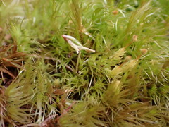 Dicranum howellii
