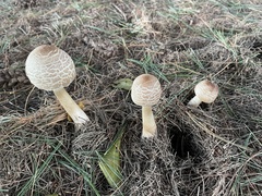 Macrolepiota procera