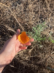 Eschscholzia californica